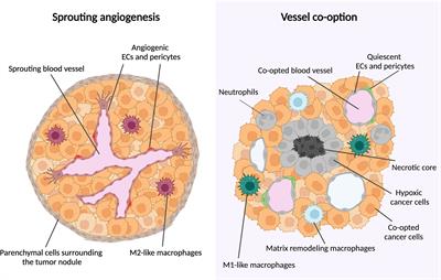 Tumor vessel co-option: The past & the future